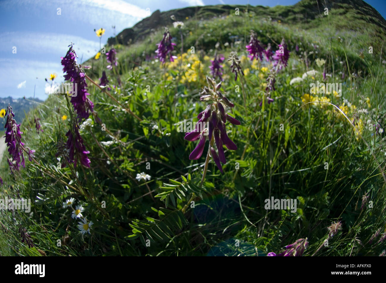 Hedysarum hedysaroides alpine wild flower Stock Photo