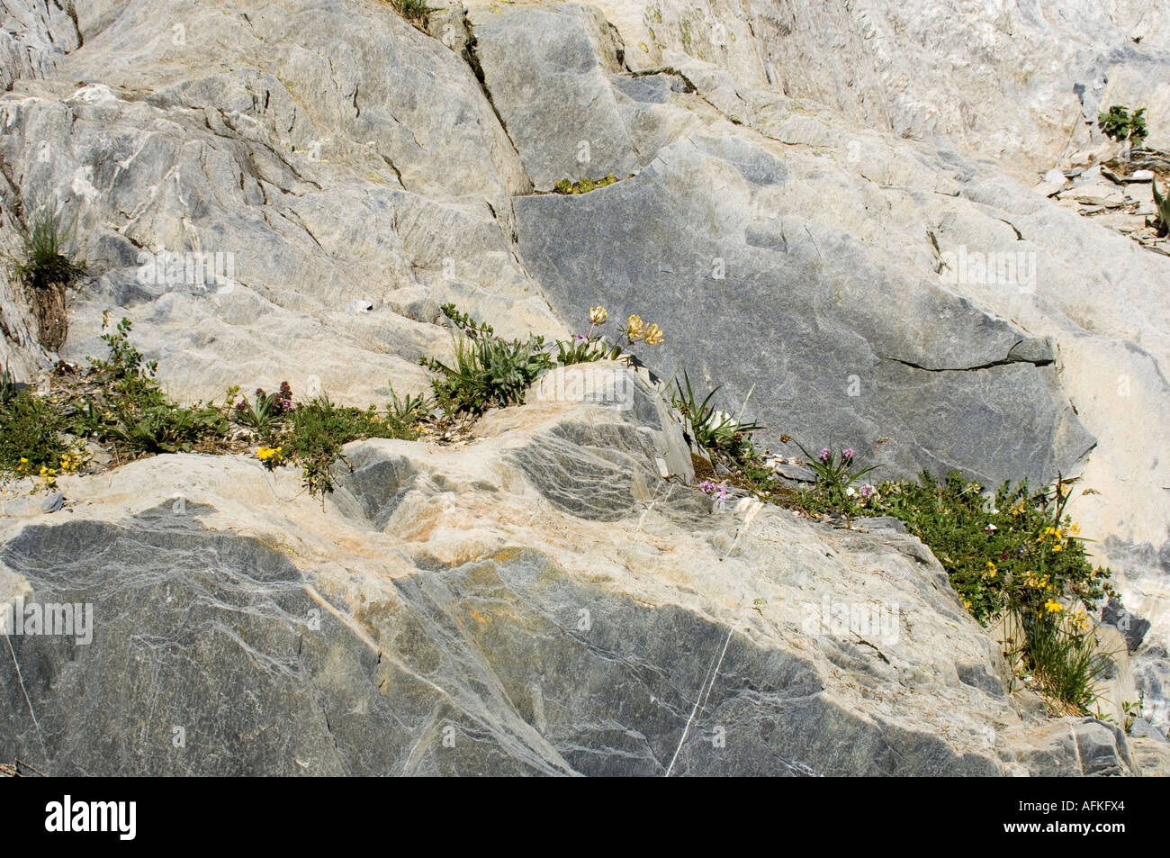Alpine wild flowers growing in rock outcrop in the French alps Stock ...