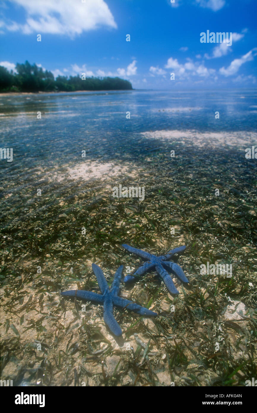 Two blue starfish, Linkia laevigata, lie amongst a seagrass bed at low tide in Palau. Stock Photo