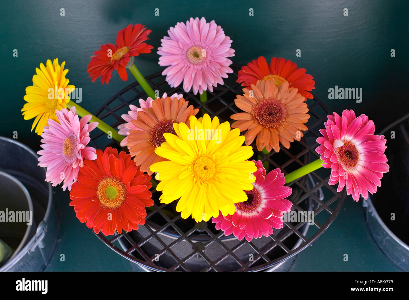 Gerbera daisies. Suitable for a postcard, greeting cards or calendar. Stock Photo