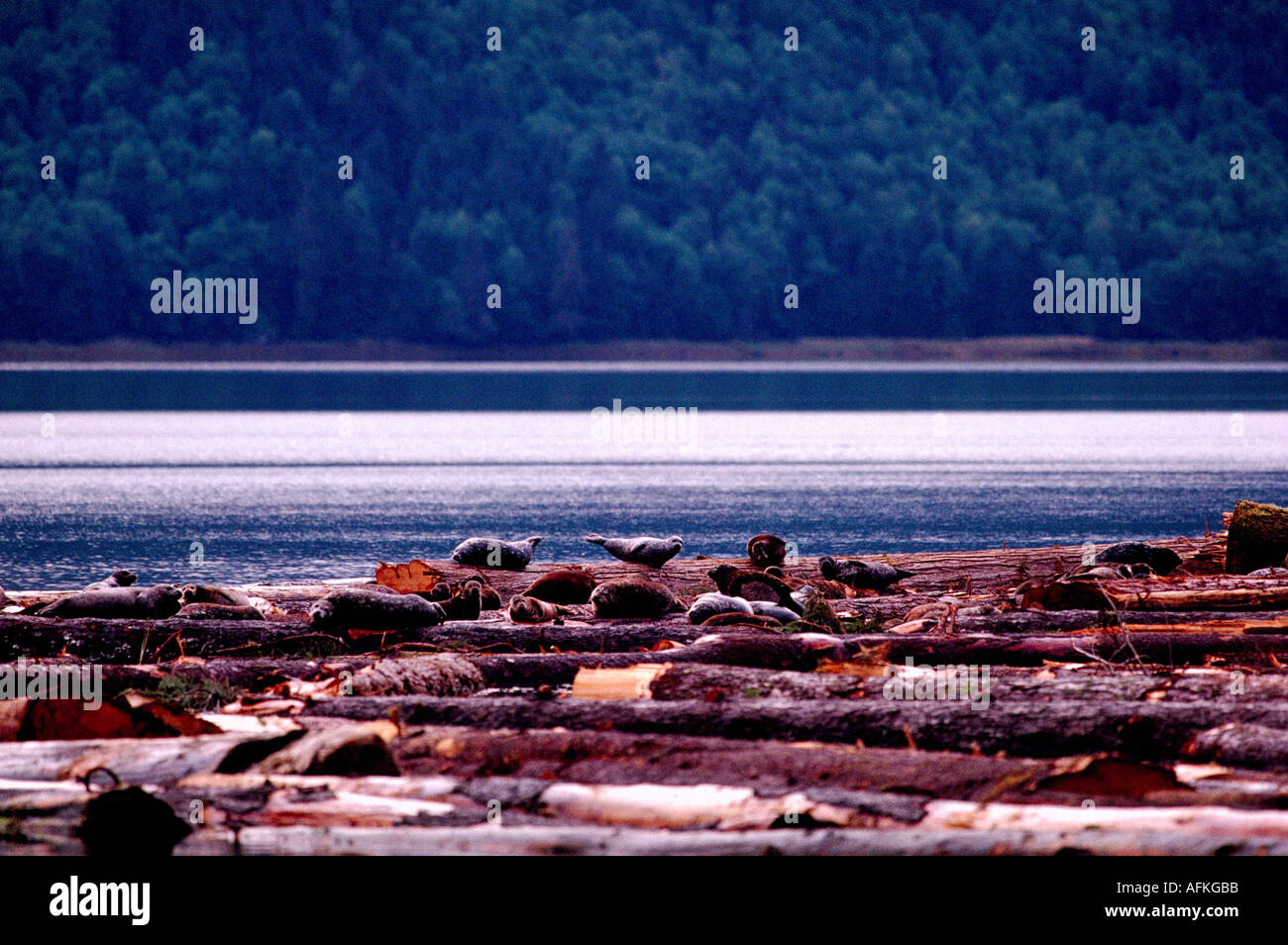 Harbour Seals (Phoca vitulina richardsi) basking on Log Boom in Pacific Ocean, Northern BC, British Columbia, Canada Stock Photo