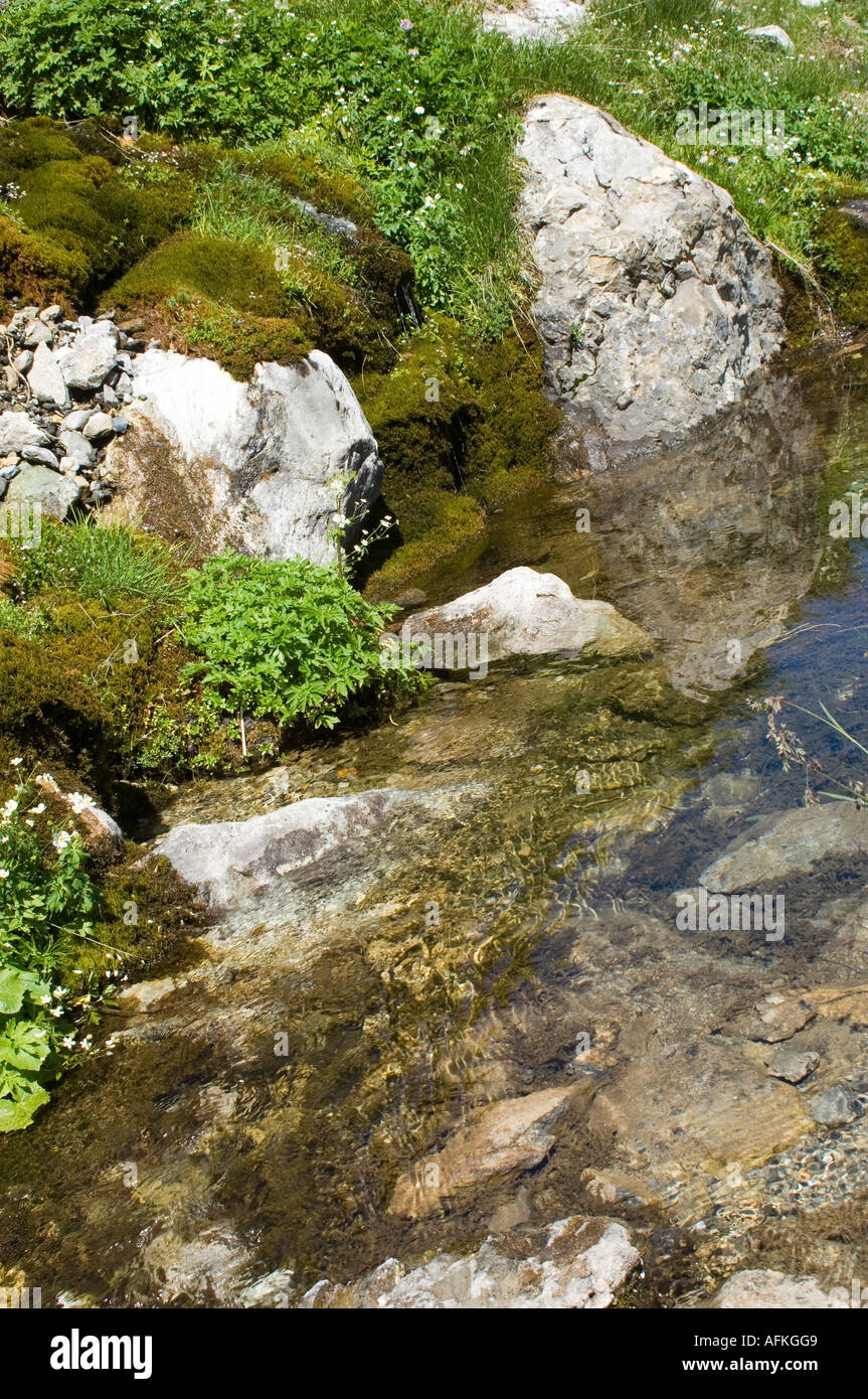 Crystal clear spring water from an alpine stream forms a transparent ...