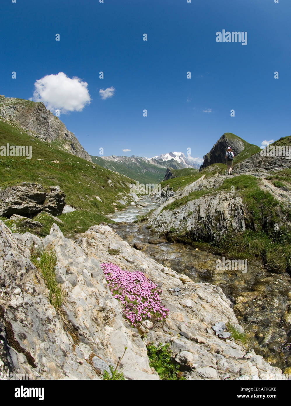 Silene acaulis alpine wild flower growing on a rock high in the French alps Stock Photo