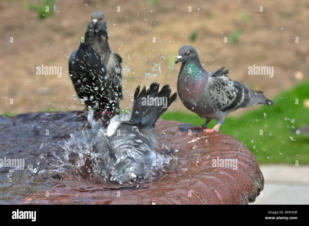 Pidgeons splashing in a park fountain Stock Photo