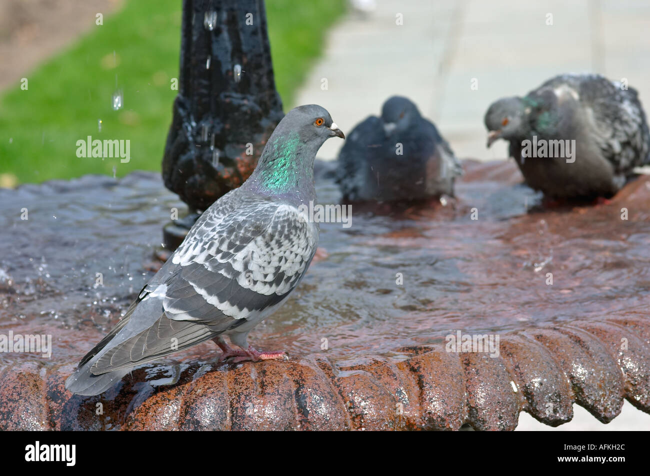 Pidgeons bathing in a park fountain Stock Photo