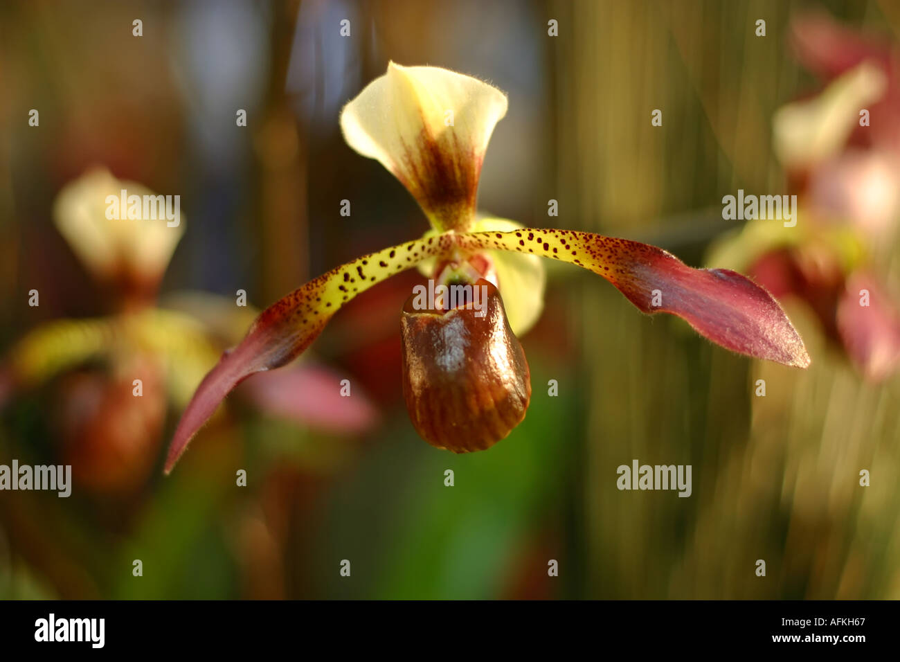 Paphiopedilum orchid flower Spotted lemon yellow and burdundy Stock Photo