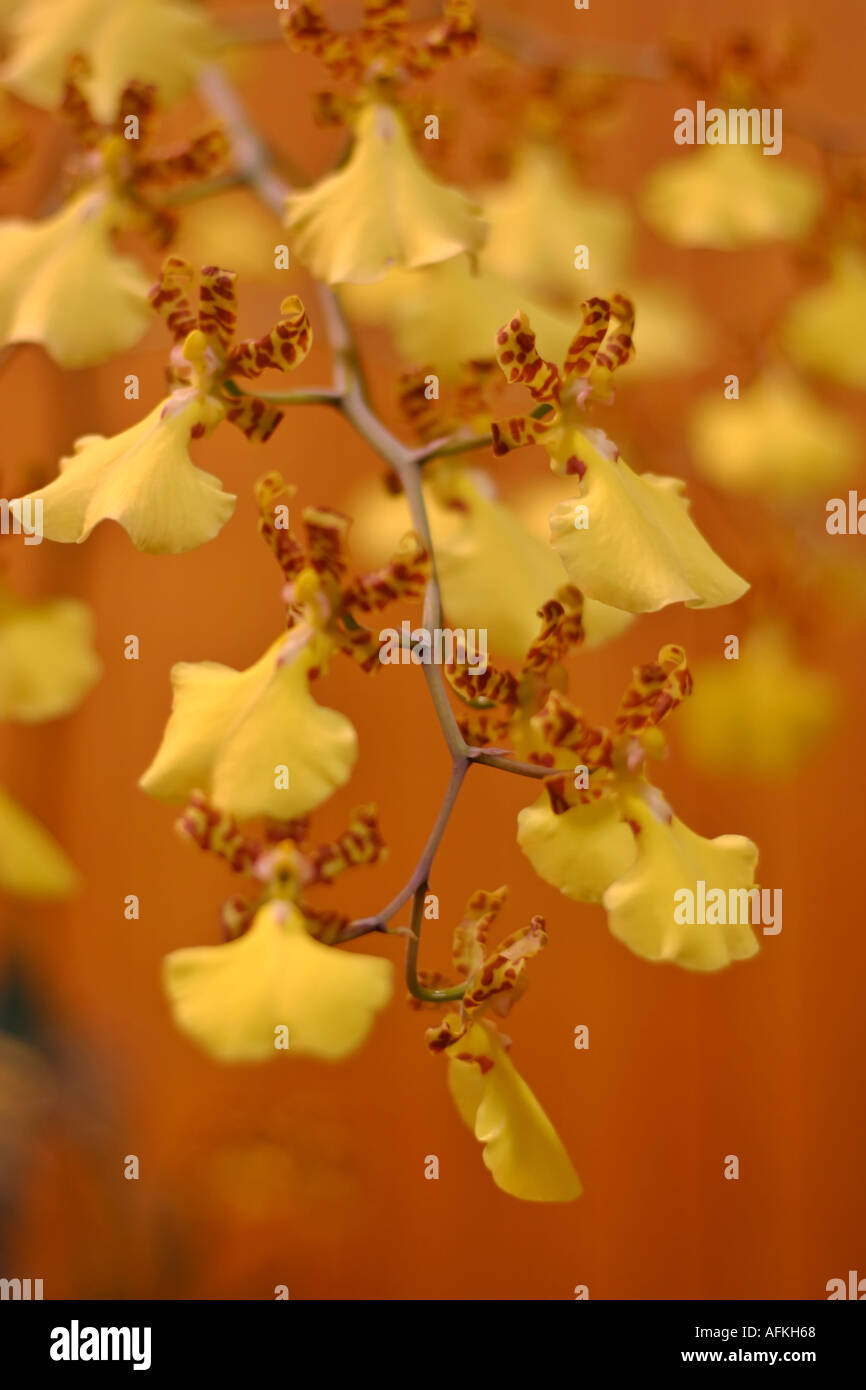 Oncidium orchid branch Yellow with spotted leopard petals Stock Photo