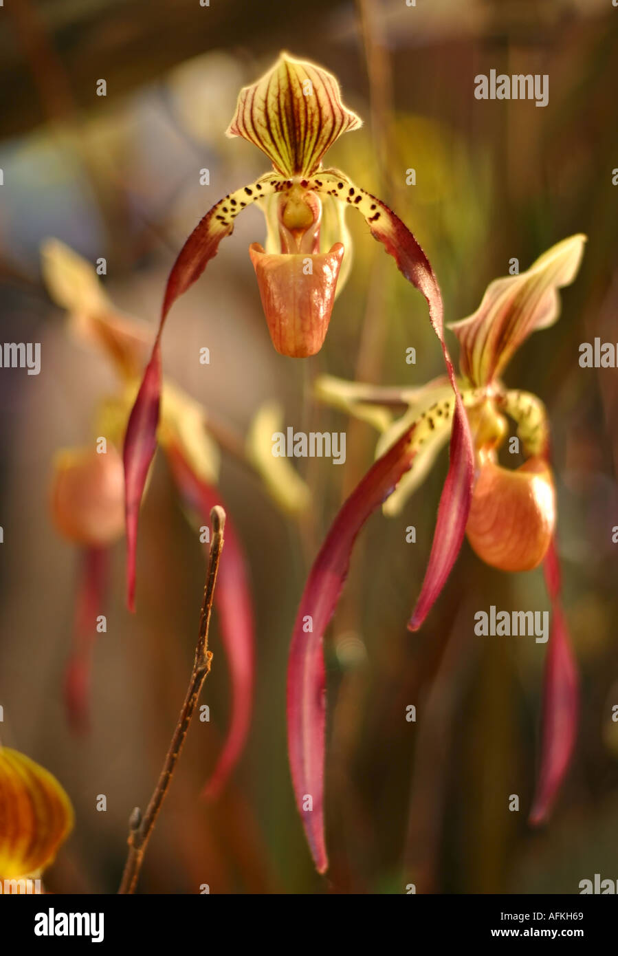 Paphiopedilum orchid Stock Photo