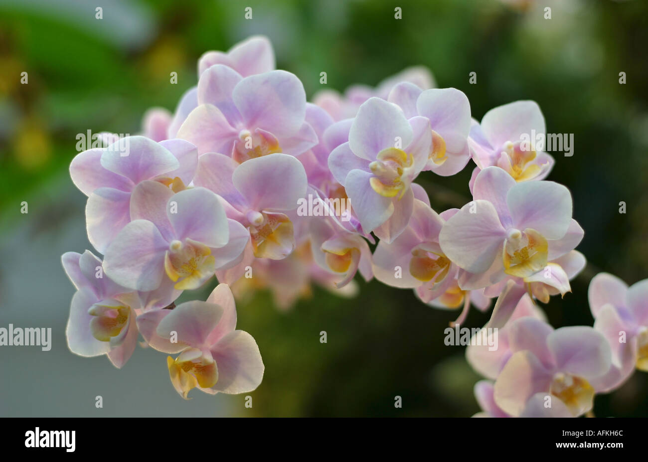 Phalaenopsis orchid Blooming delicate pink branch Stock Photo Alamy