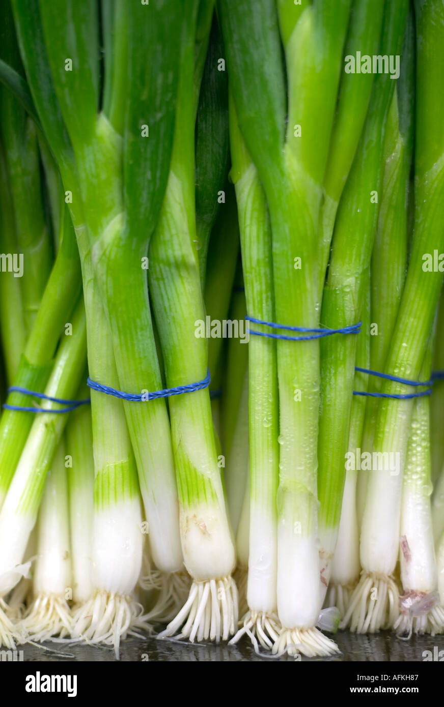 Green onion bunches Stock Photo