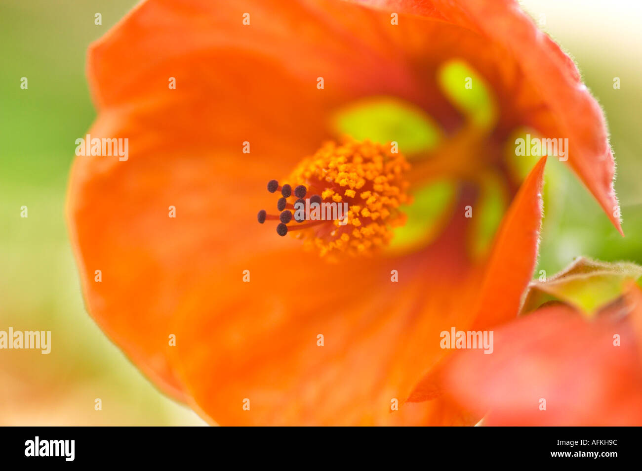 Flowering Maple Abutilon hybridum Stock Photo Alamy