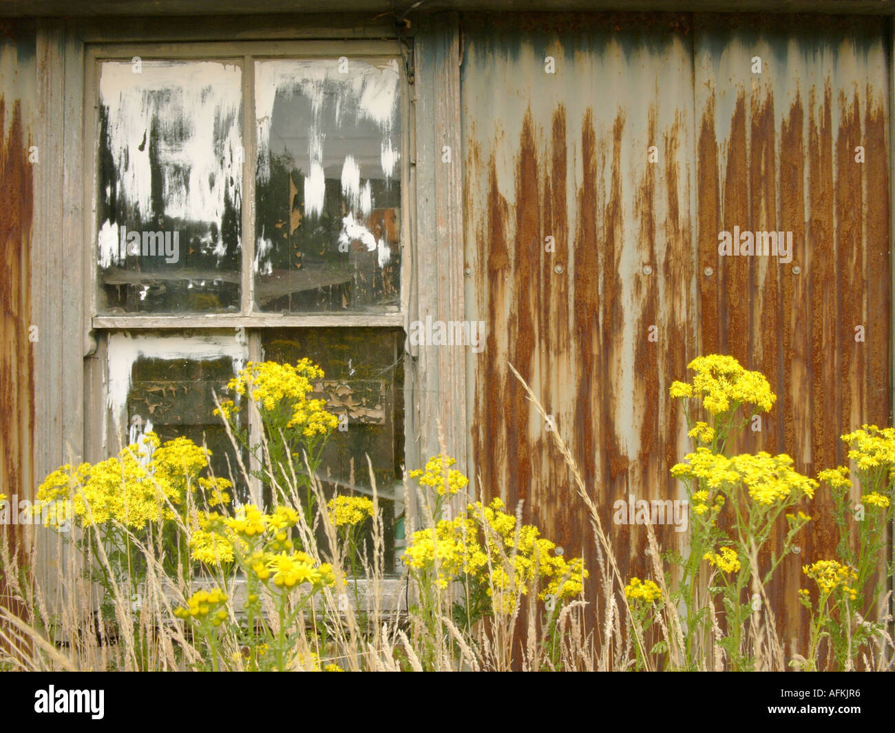 old rusting corrugated iron tin shed and weeds Stock Photo