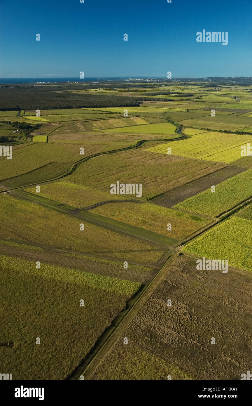 Sugarcane fields North of Maroochydore Queensland Sunshine coast