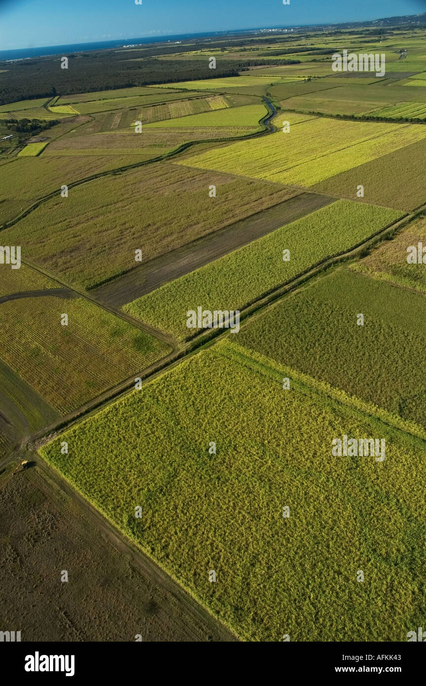 Sugarcane fields North of Maroochydore Queensland Sunshine coast