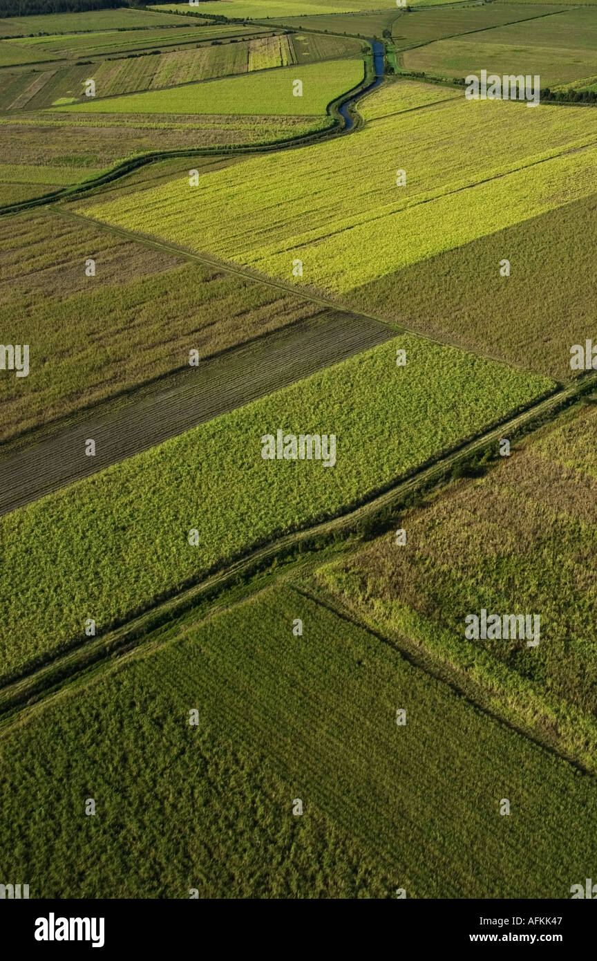 Sugarcane fields North of Maroochydore Queensland Sunshine coast