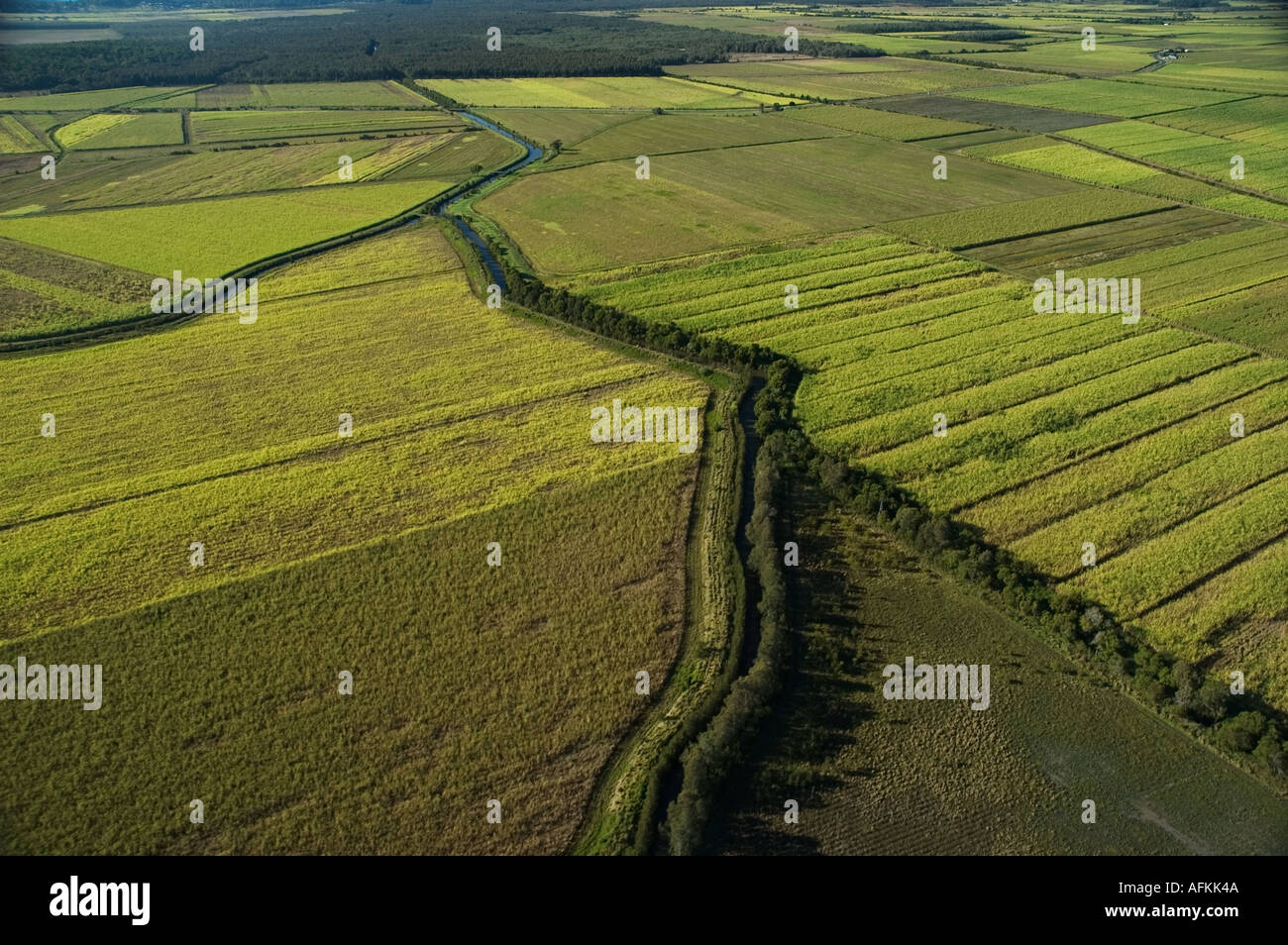 Sugarcane fields North of Maroochydore Queensland Sunshine coast