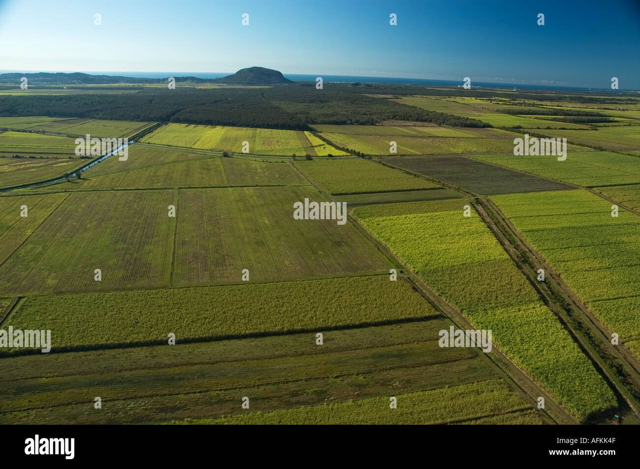 Sugarcane fields North of Maroochydore Queensland Sunshine coast