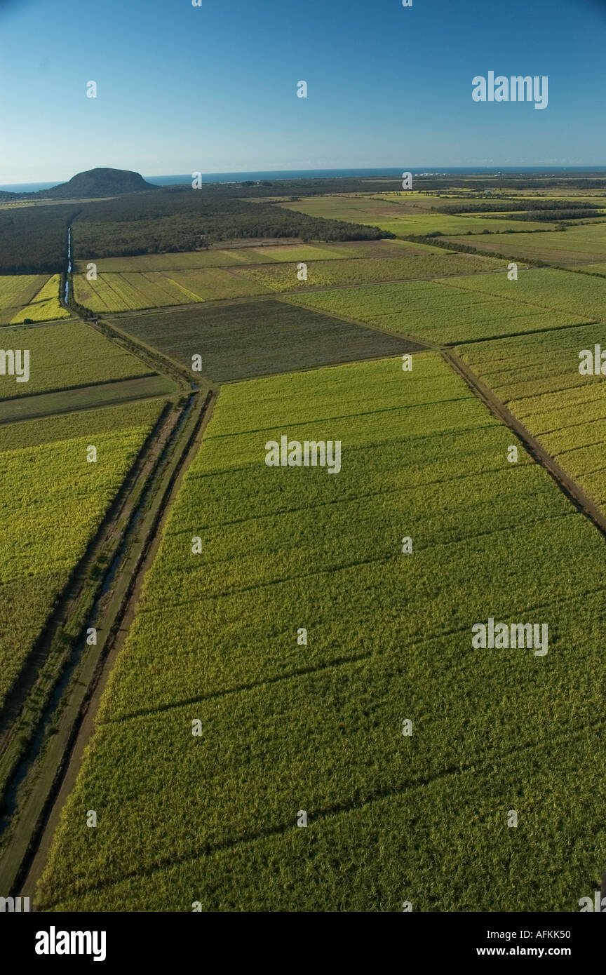 Sugarcane Queensland Sunshine coast Australia Stock Photo Alamy