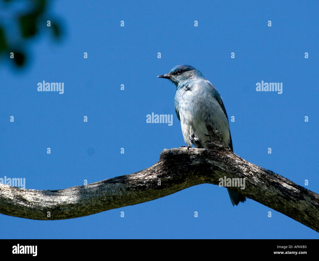 BB244D MALE MOUNTAIN BLUEBIRD ON DEAD LIMB Stock Photo Alamy