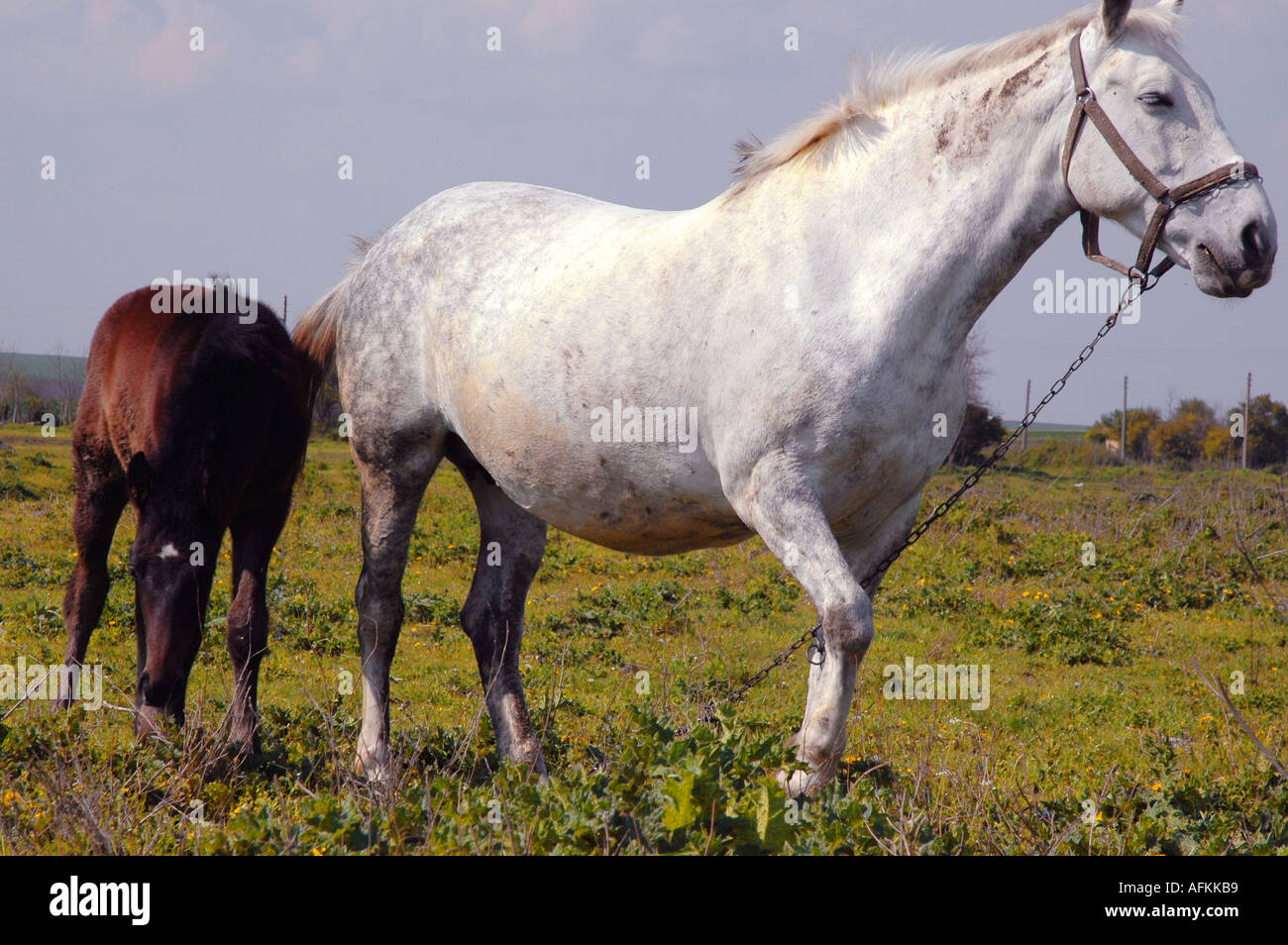 horses motherly motherhood maternal motherlike Stock Photo
