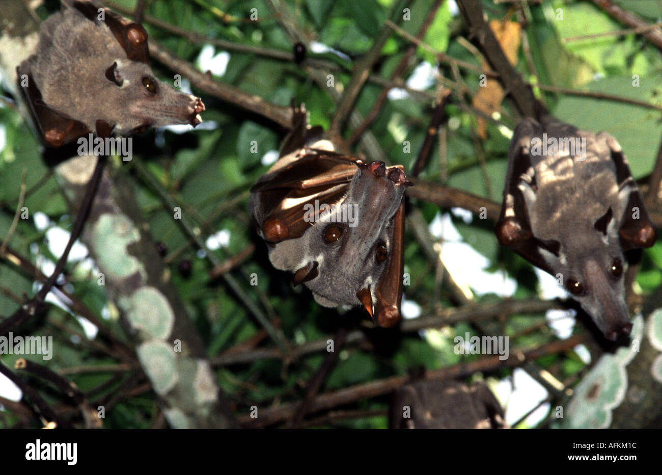 Hammerhead Bats, Hypsignathus monstrosus Stock Photo