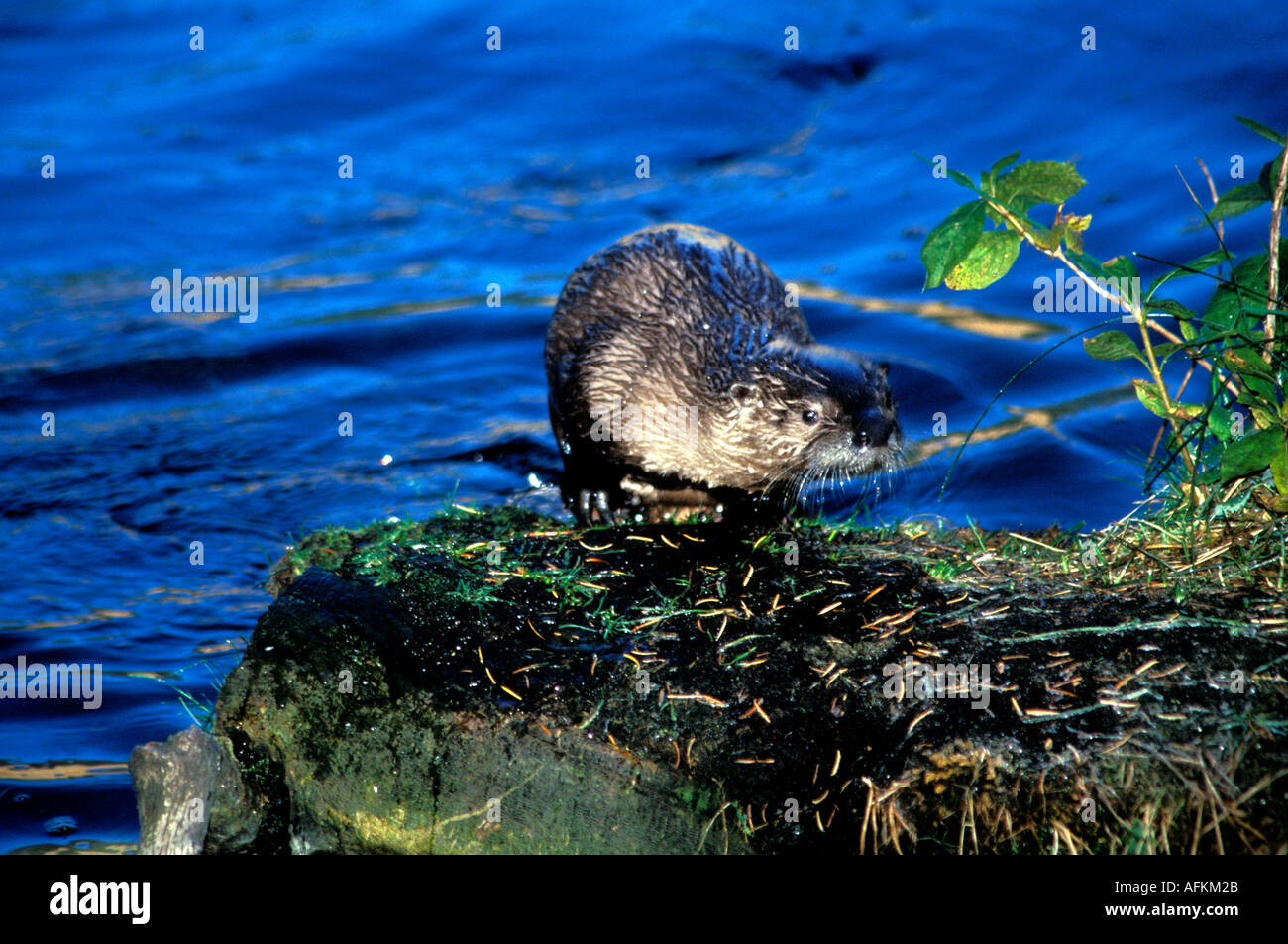 River Rotte River otter on rock hi-res stock photography and images - Alamy