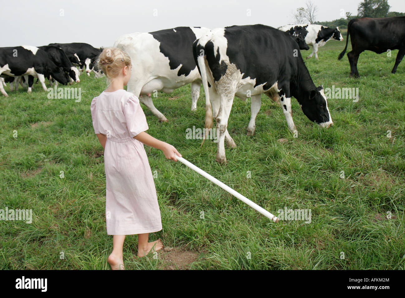 Shipshewana Cow Sweatshirt