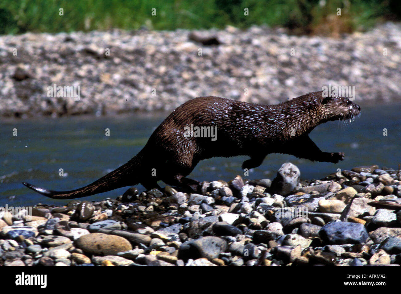 Otter montana hires stock photography and images Alamy