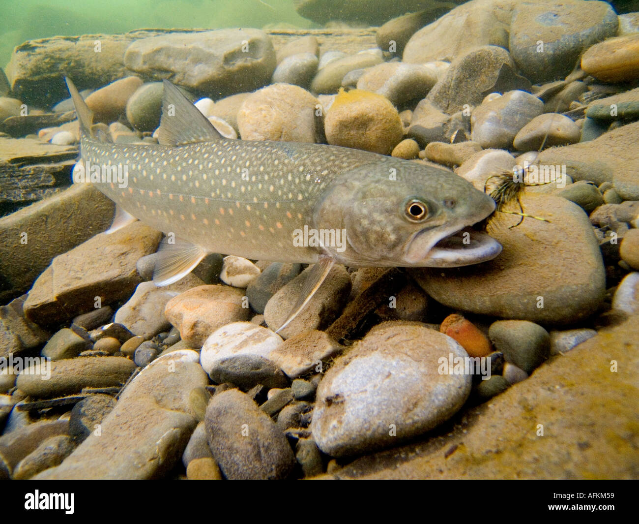 PF-360D  BULL TROUT IN THE OLDMAN RIVER Stock Photo