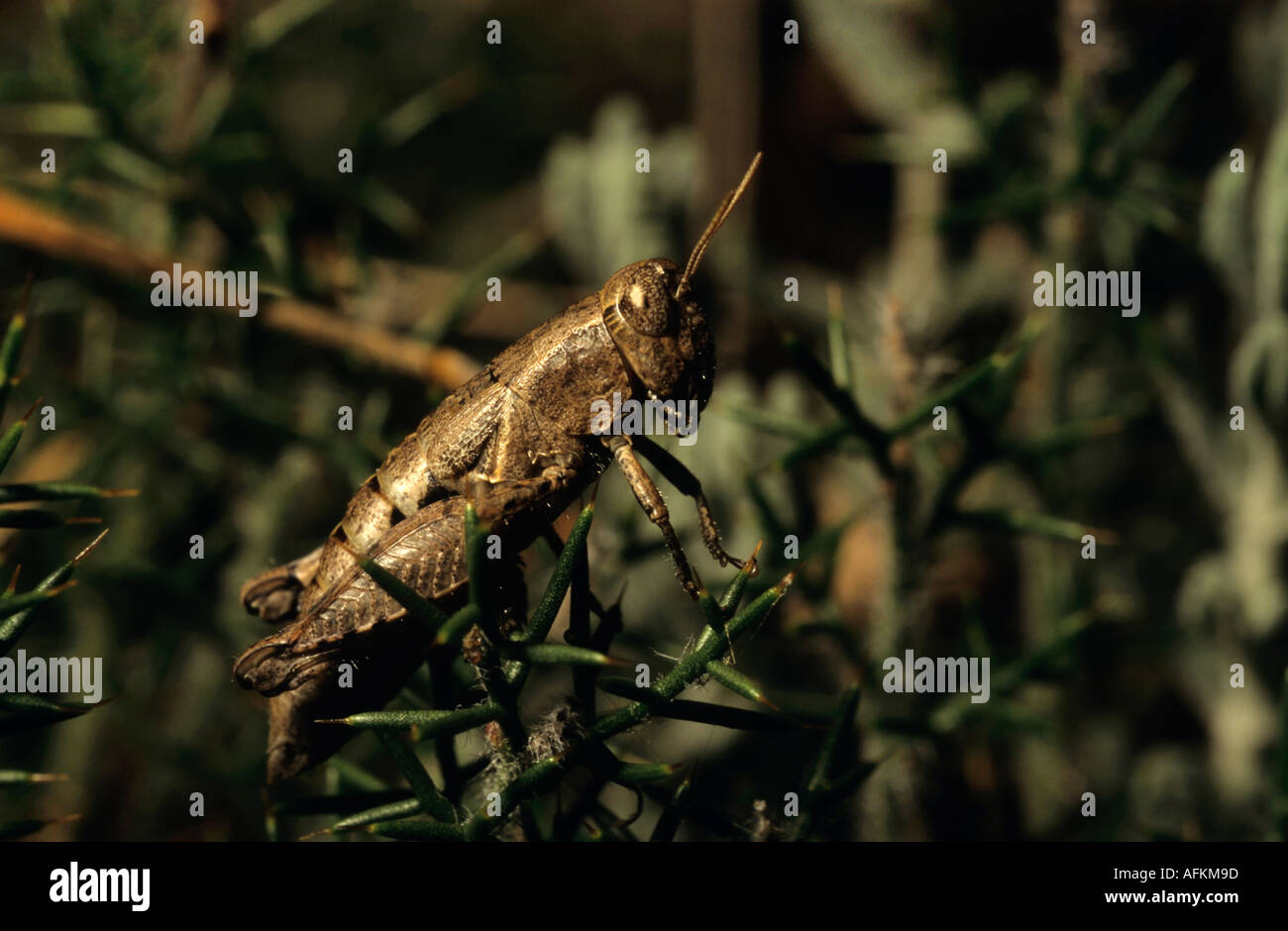 France Provence Sainte Baume Mountain A Grasshopper Close Up On A Leaf Stock Photo