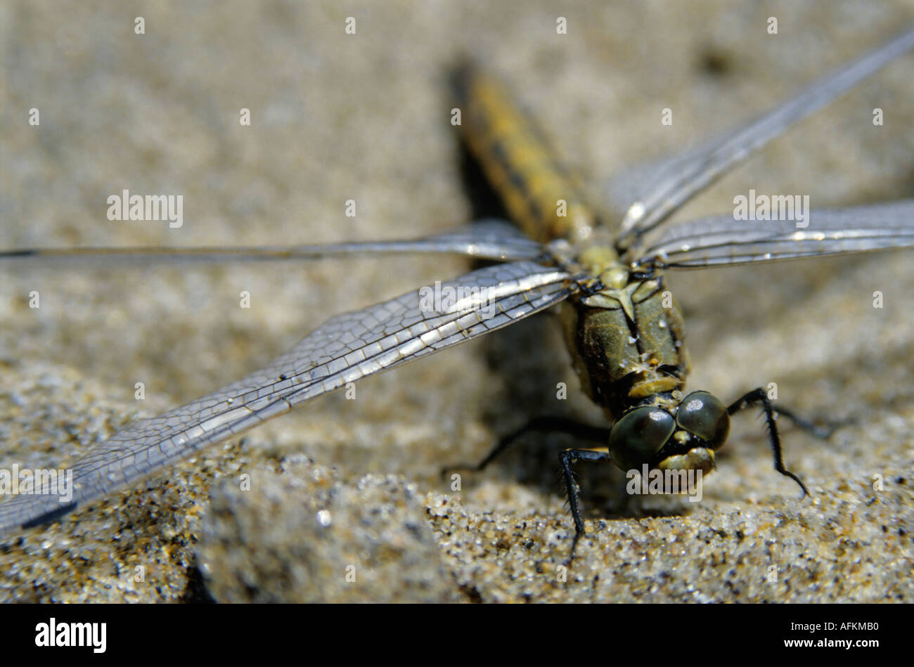 Dragonfly Close Up Stock Photo