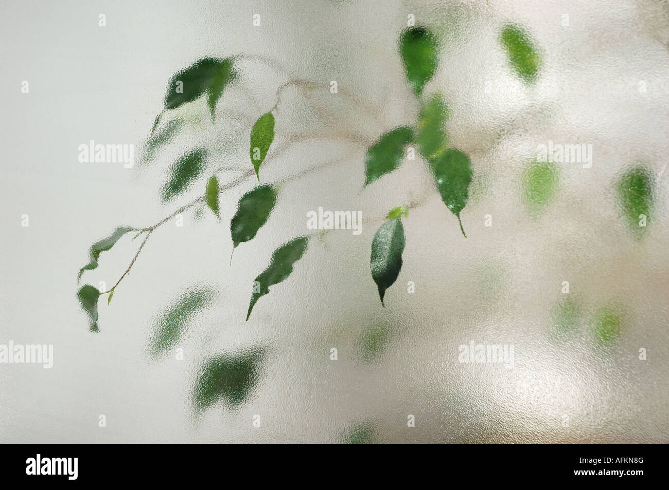 Plant behind frosted glass Stock Photo Alamy