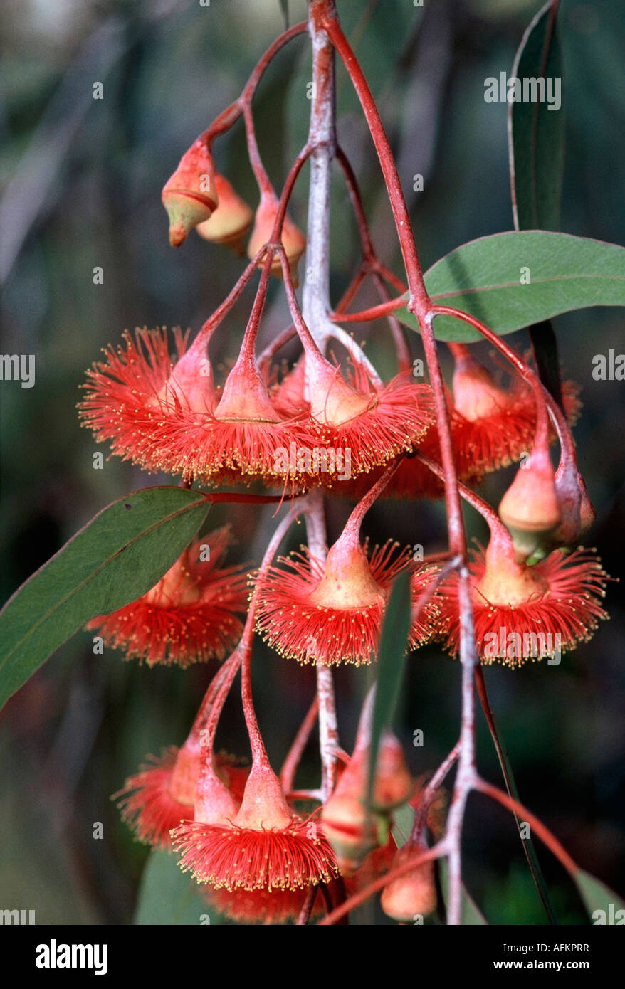 Shrub flowers hi-res stock photography and images - Alamy