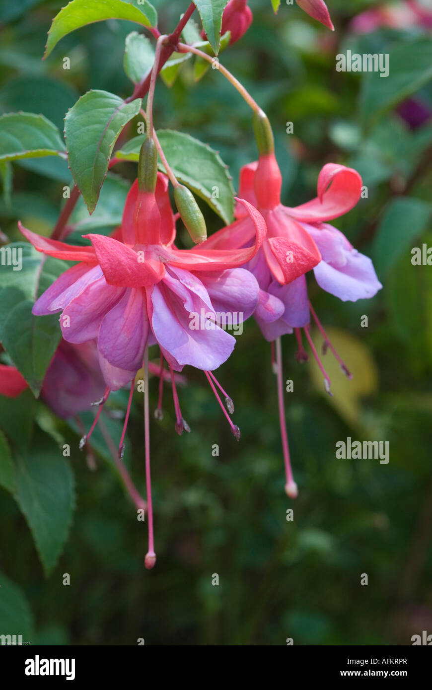 Fuchsia Stock Photo