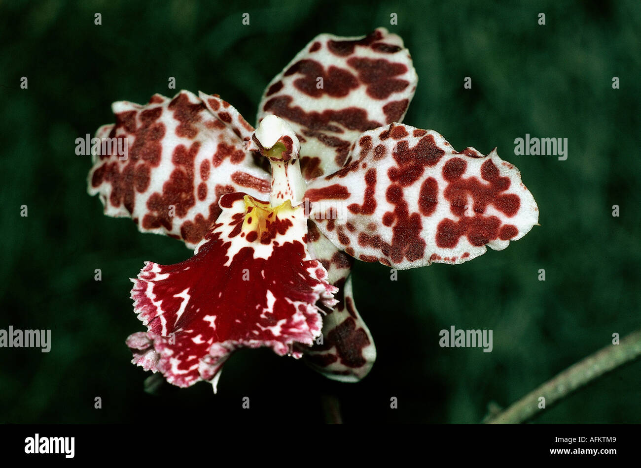 botany, Odontoglossum, Odontoglossum hybrid, flower, Orchidaceae, orchid, orchids, Stock Photo