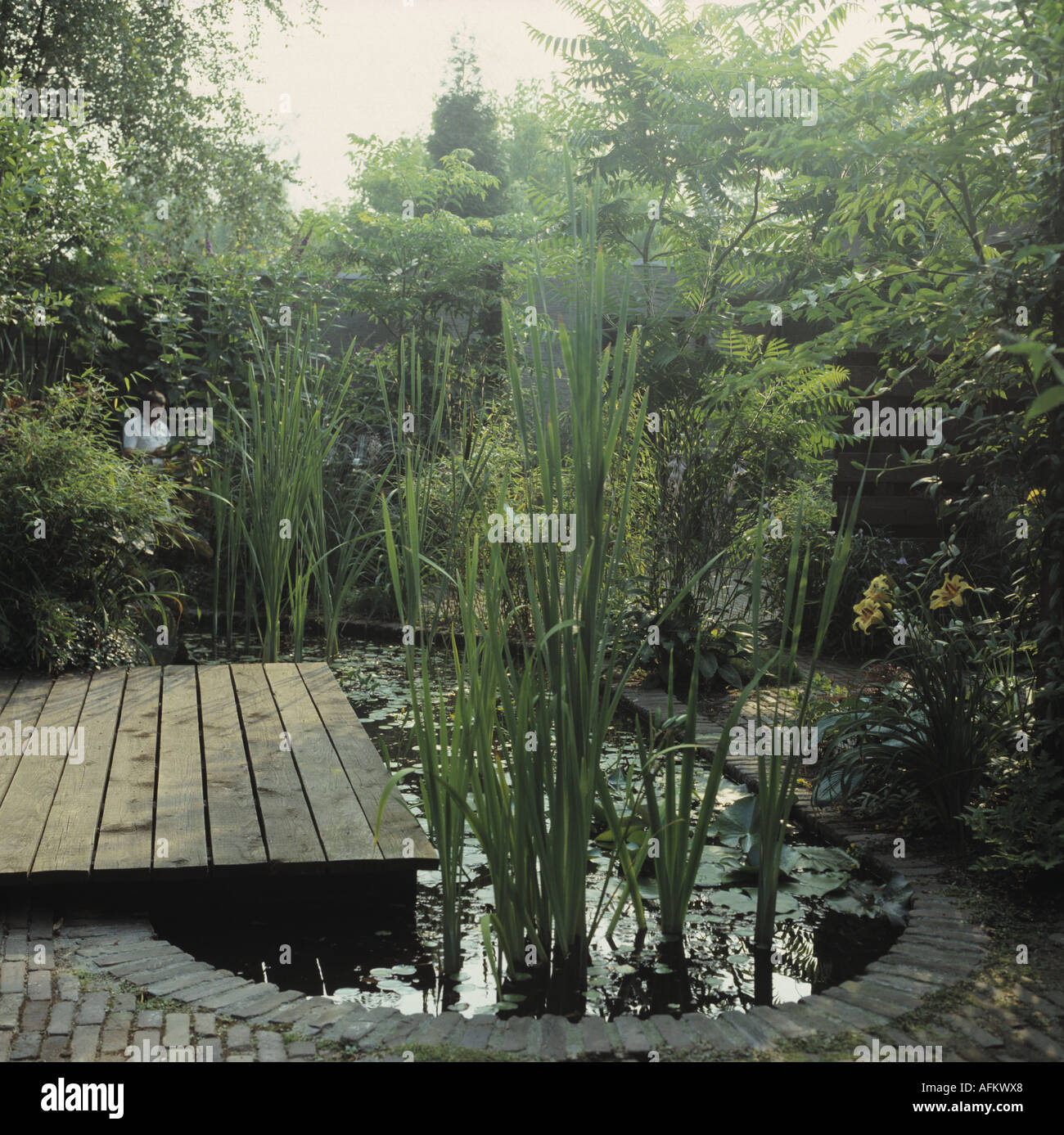 Tall Rushes Tall rushes growing in oval pool with paved and decked edging in ...