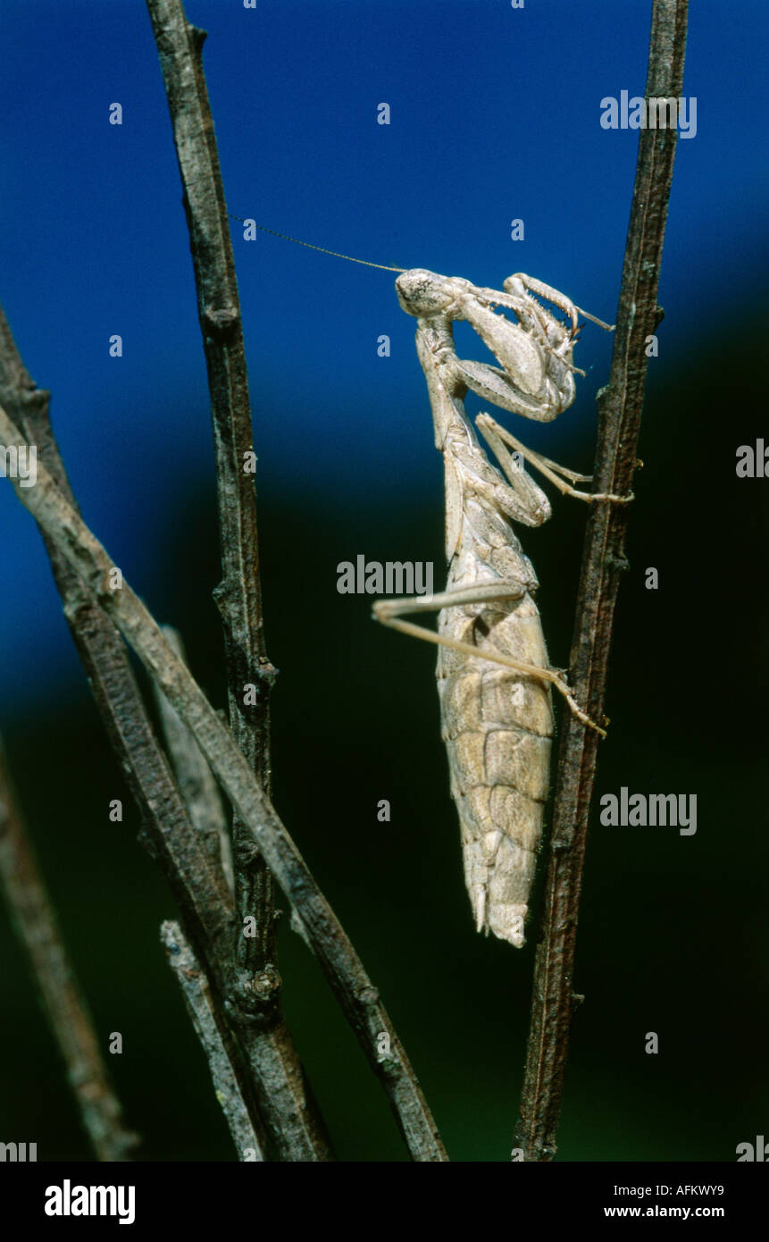 zoology / animals, insect, Mantidae, European mantis (Mantis religiosa), sitting, limb, distribution: Southern Europe, Neoptera, Stock Photo