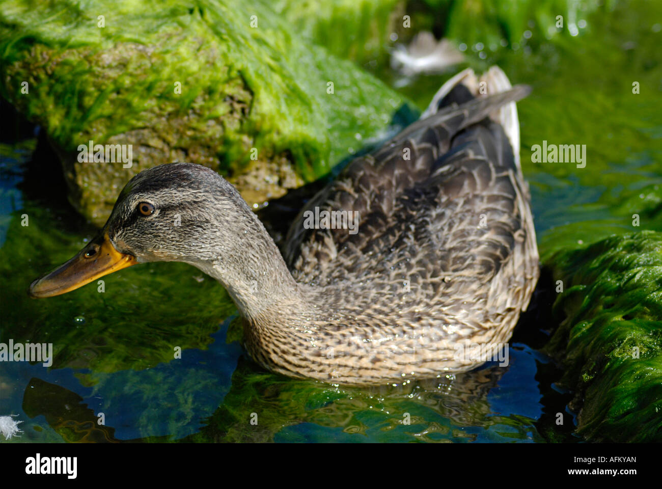 Mallard Duck at the lakeshore on Lake Ontario Stock Photo