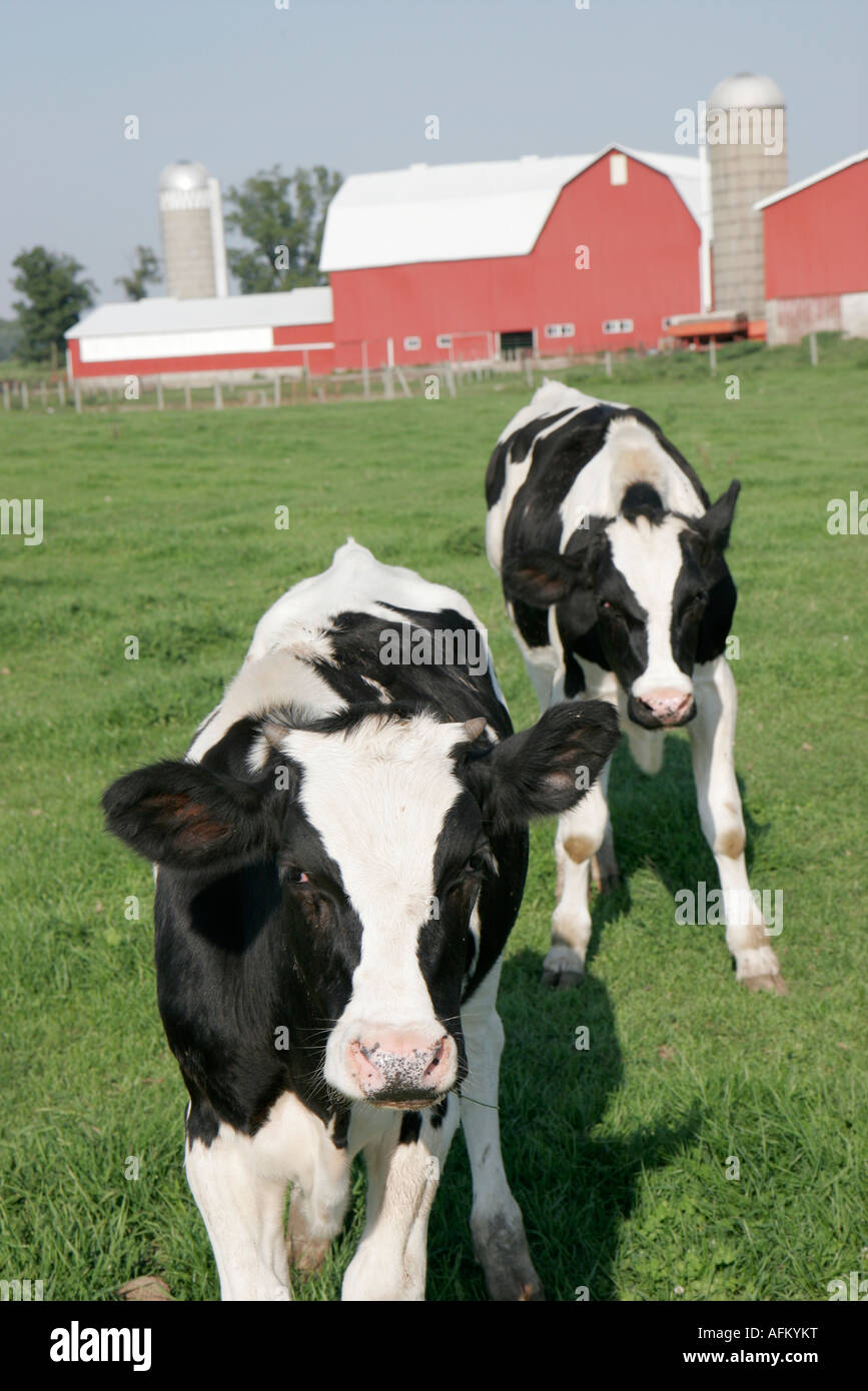 Indiana Shipshewana Amish farm cows red barn Stock Photo 13973915 Alamy