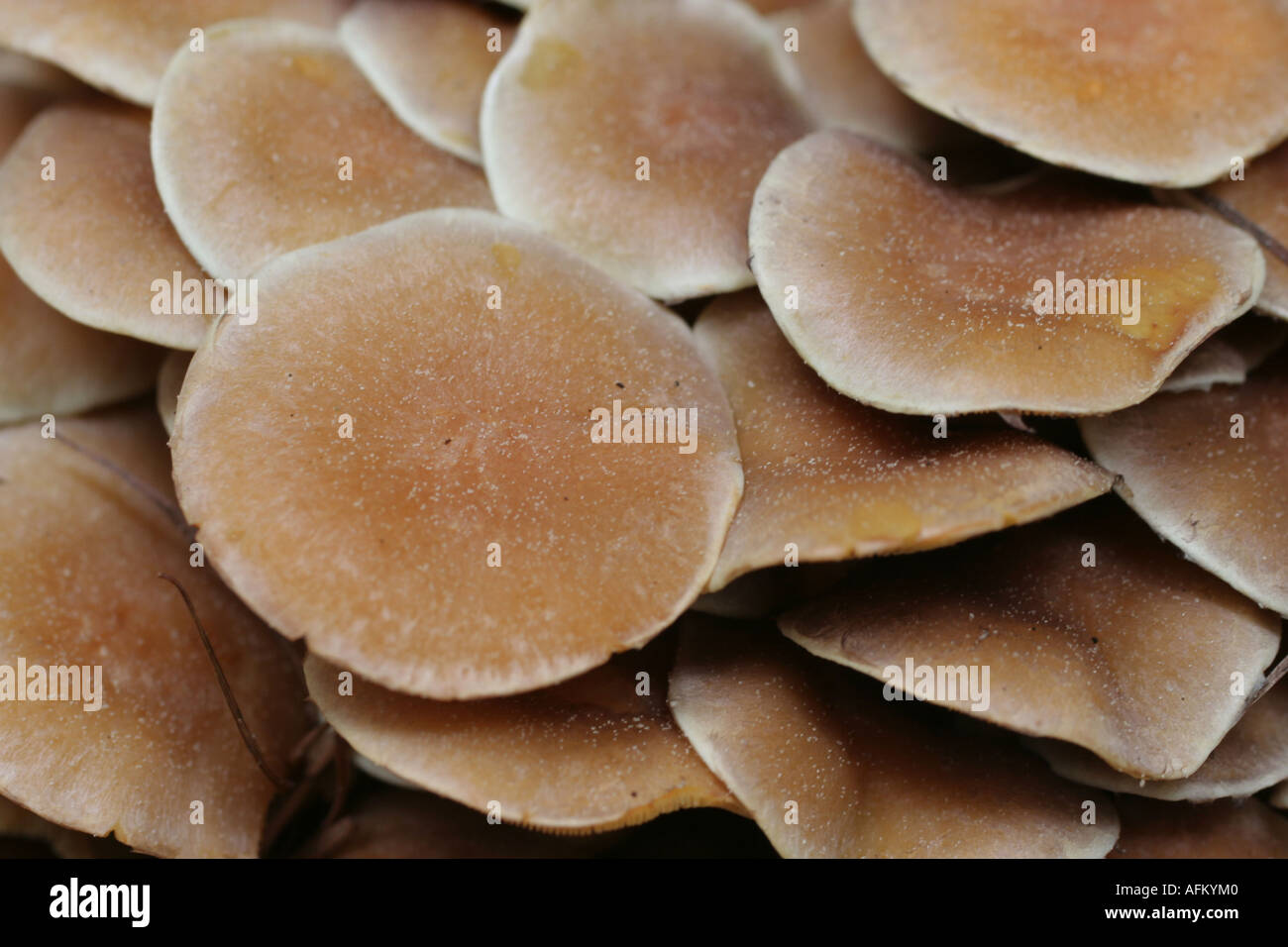 Italy - Dolomites wild mushroom funghi grow in groups atop of tree stump un-identified Stock Photo