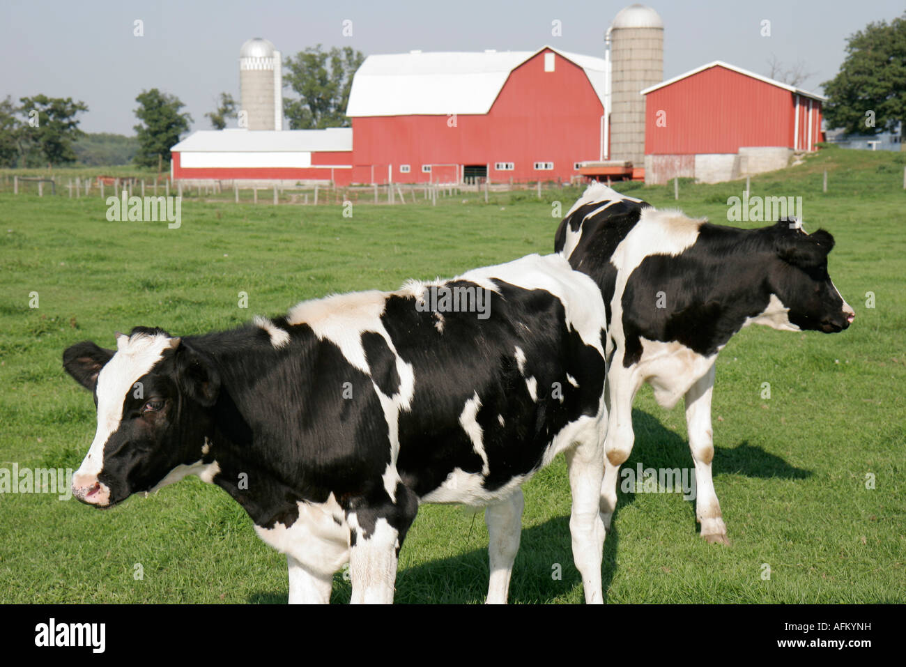 Indiana Shipshewana Amish farm cows red barn Stock Photo: 13973932 - Alamy