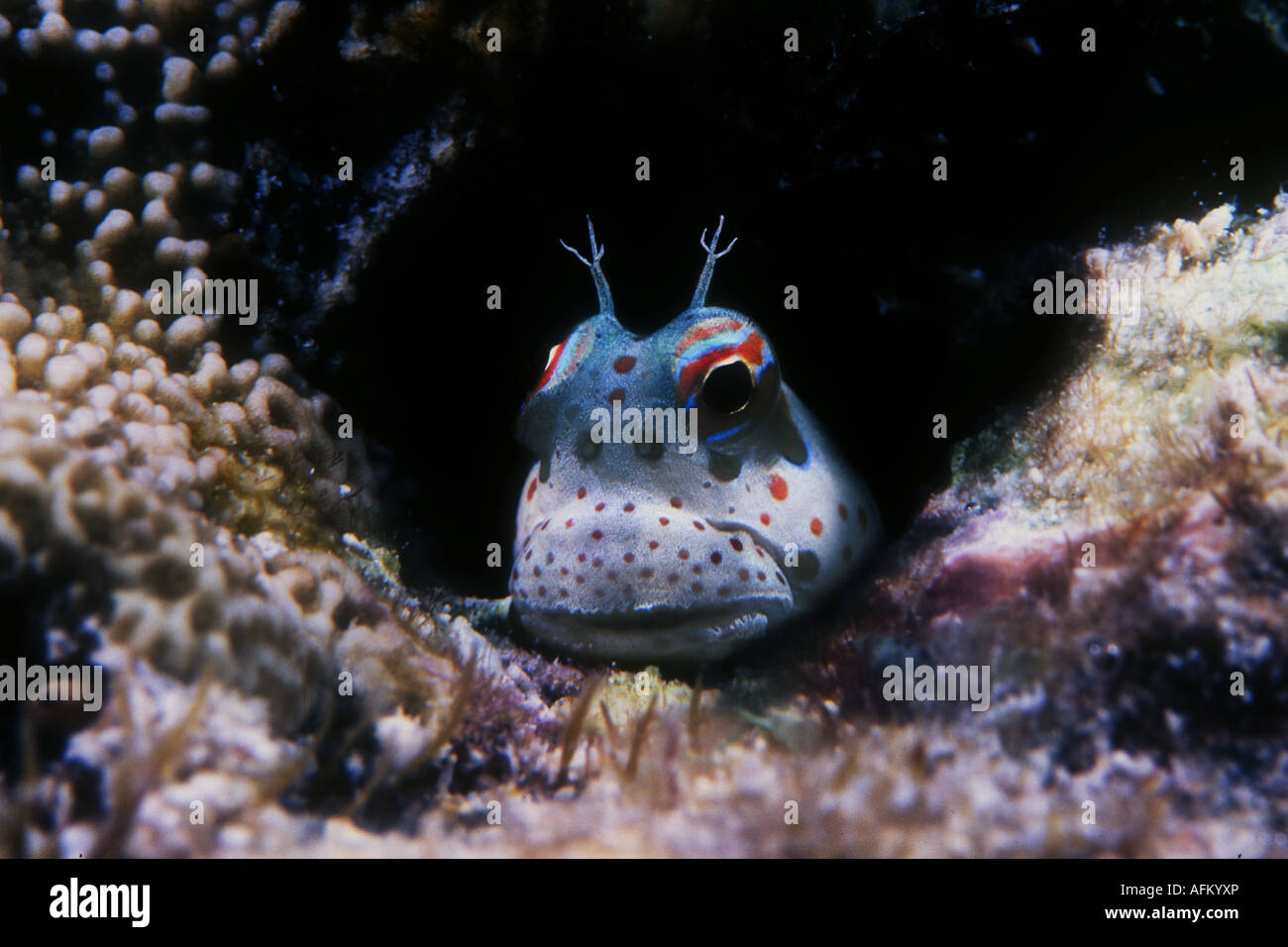A Red spotted blenny, Blenniella chrysospilos, pokes its head out of a hole in the reef in Palau. Stock Photo
