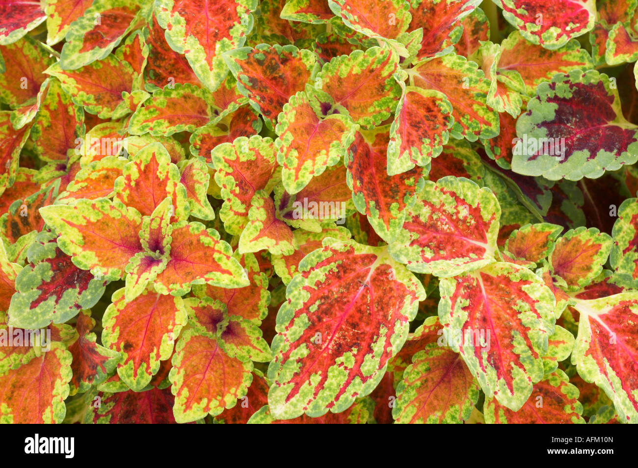 Solenostemon Red Dwarf Stock Photo Alamy