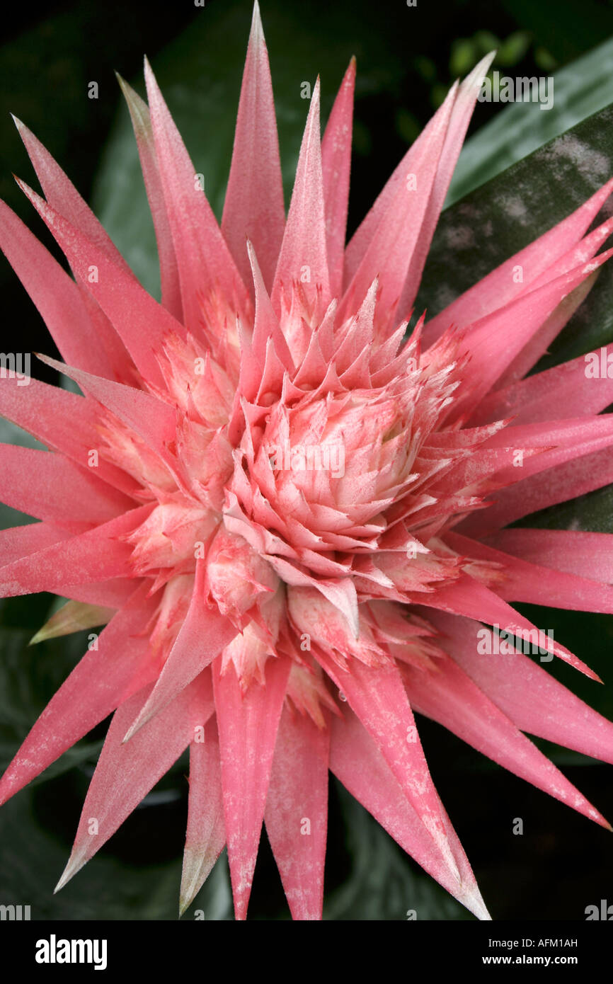 Exotic Tropical Spiny Flowering plant with silver leaves and pink pyramidal flower Aechmea Fasciata Stock Photo