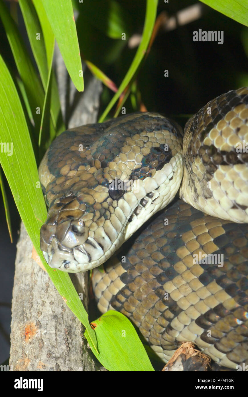 Carpet Python, Queensland, Australia Stock Photo - Alamy