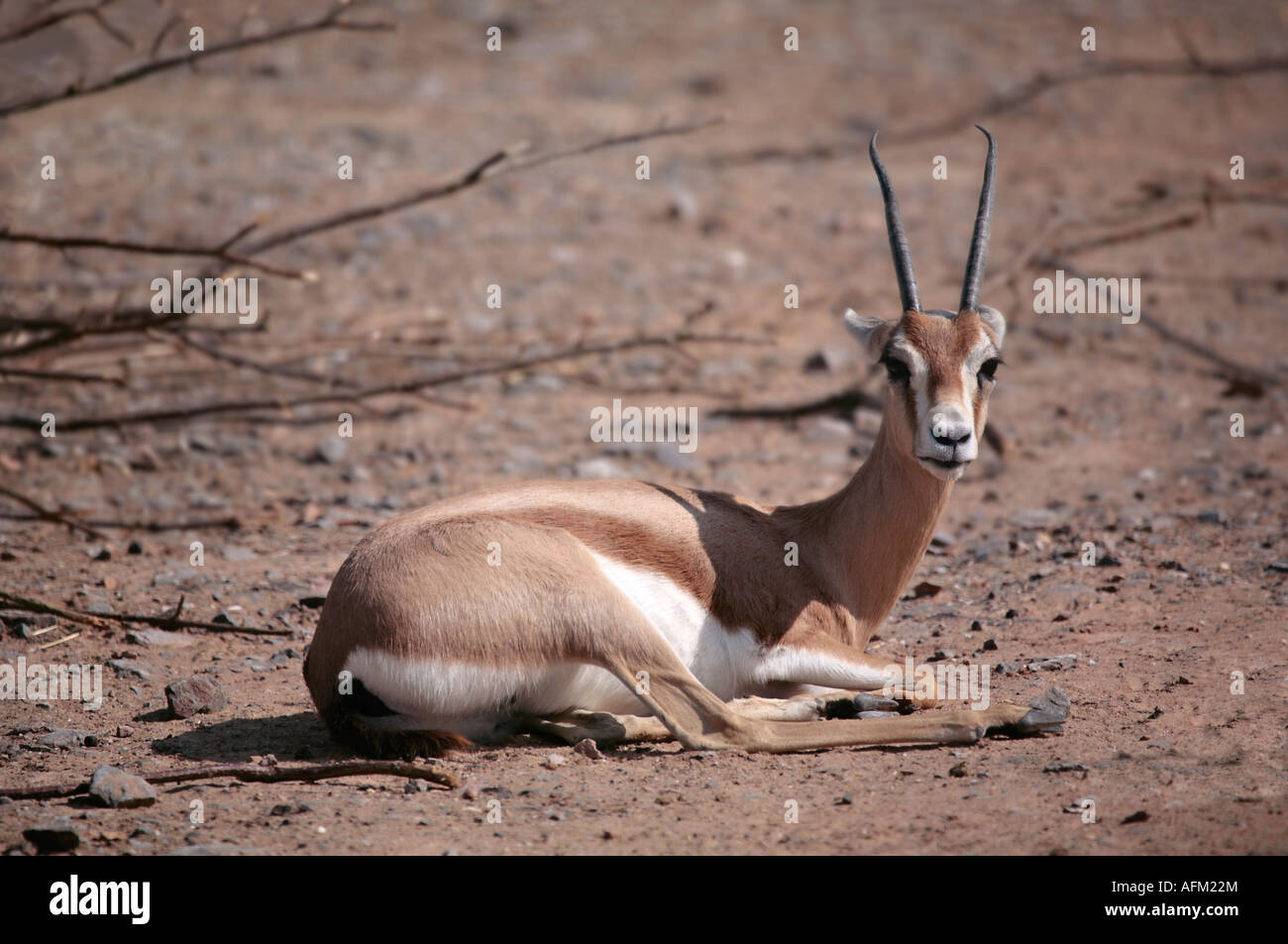 Dorcas Gazelle (Gazella dorcas) resting on ground Stock Photo