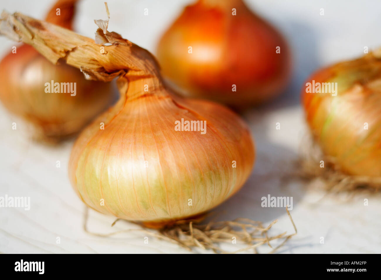 Onions Onion Stuttgarter variety flat onion close up view shallow depth of field Stock Photo