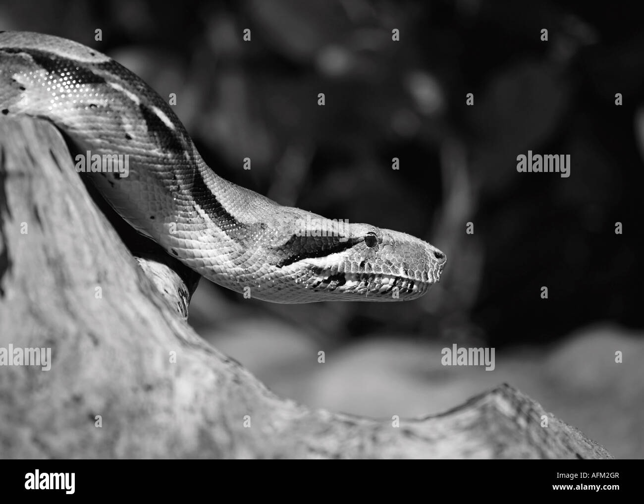 Common Boa Constrictor looking at something which has attracted its attention Stock Photo