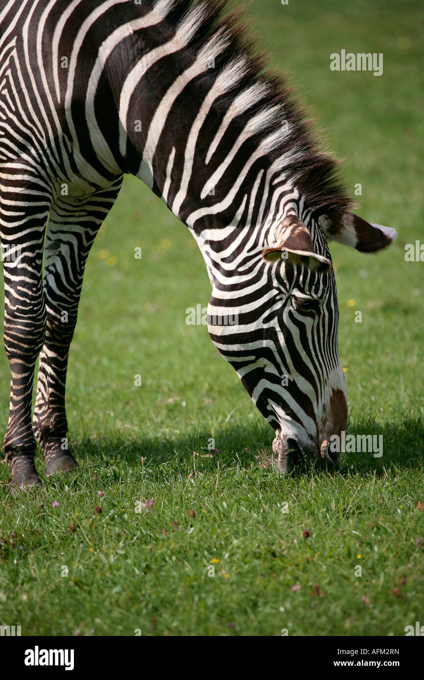 Single adult Grévy's zebra (Equus grevyi) grazing on grass Stock Photo