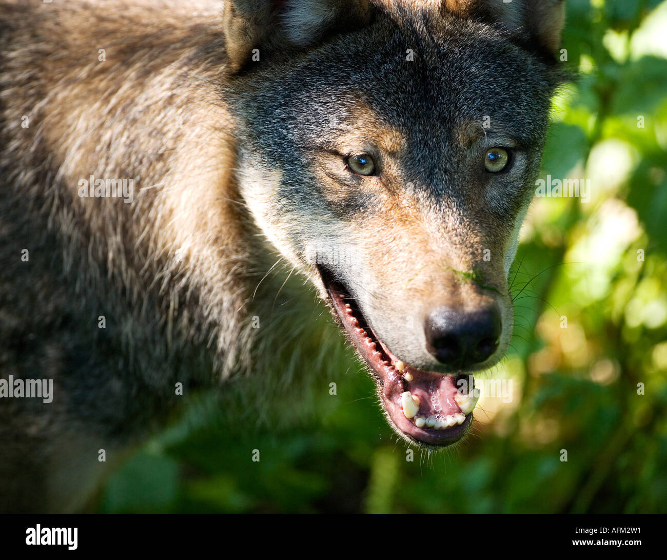 Swedish grey wolf Stock Photo - Alamy